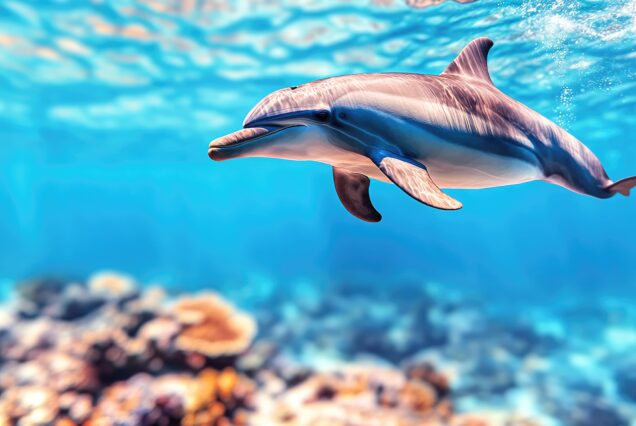 Dolphin House Snorkeling Sea Trip – Ultimate Adventure in Hurghada | VIP Red Sea Experience